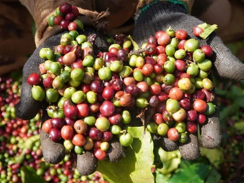 Giá nông sản ngày 16/10/2025: Cà phê giảm nhẹ, hồ tiêu ổn định