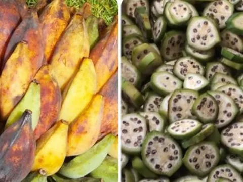 Quả cây 'thần dược' từng bị ngó lơ nay thành đặc sản giá trăm nghìn đồng/kg