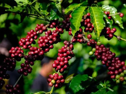 Giá nông sản ngày 20/10/2025: Hồ tiêu, cà phê cùng giữ giá