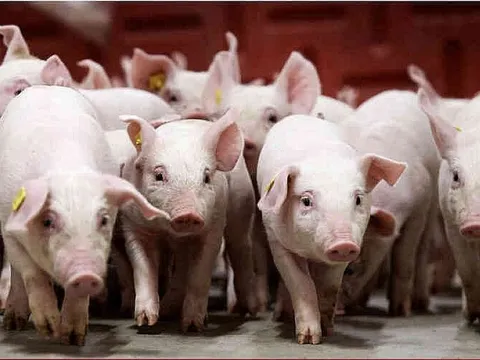 Giá heo hơi ngày 20/10/2025: Tiếp tục đi ngang trên toàn quốc