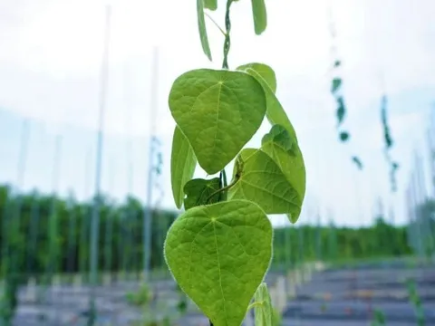 Từ dây leo mọc dại thành đặc sản ‘tiền tỷ’ 