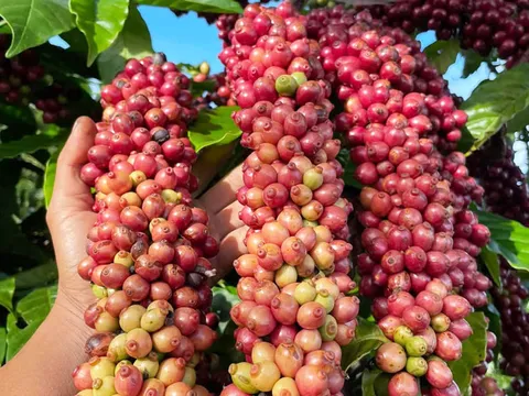 Lâm Đồng: Xây dựng thương hiệu cà phê bền vững từ chuỗi liên kết giá trị