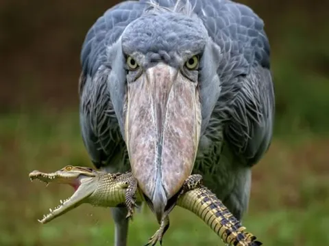 Chim khổng lồ cao bằng người, chuyên săn cá sấu, sống hơn 35 năm và đang bên bờ tuyệt chủng