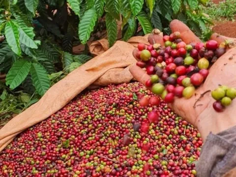 Giá nông sản ngày 21/10/2025: Hồ tiêu nhích nhẹ, cà phê duy trì ổn định