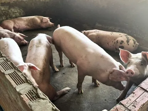 Giá heo hơi ngày 22/10/2025: Tăng trở lại tại hai miền Bắc, Nam