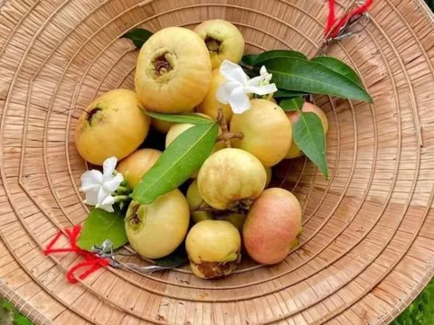 Đặc sản miền Tây khi chín thơm cả ngõ, giờ gần như vắng bóng