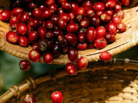 Giá nông sản ngày 24/10/2025: Cà phê bật tăng mạnh, hồ tiêu duy trì ổn định