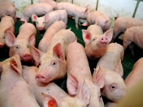 Giá heo hơi ngày 27/10/2025: Tiếp tục ổn định trên cả nước