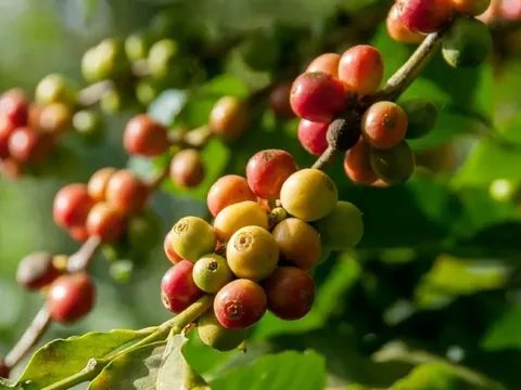 Giá nông sản 28/10/2025: Cà phê và hồ tiêu đồng loạt bật tăng trở lại