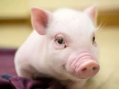 Giá heo hơi ngày 29/10/2025: Xu hướng giảm nhẹ trên toàn quốc