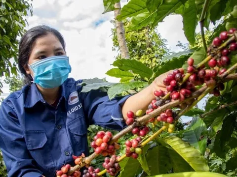 Giá nông sản ngày 29/10/2025: Cà phê quay đầu giảm, hồ tiêu giữ mức cao