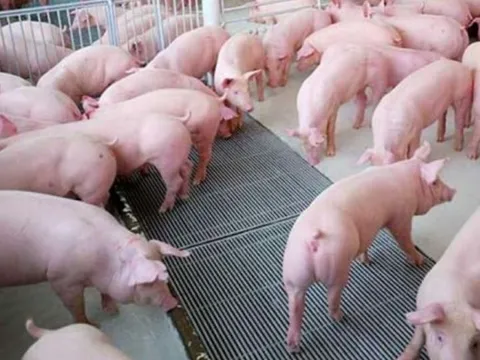 Giá heo hơi ngày 3/11/2025: Đà giảm quay trở lại