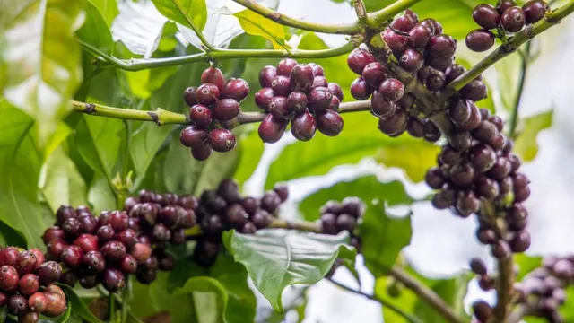 Giá nông sản ngày 3/11/2025: Hồ tiêu tăng nhẹ, cà phê ổn định