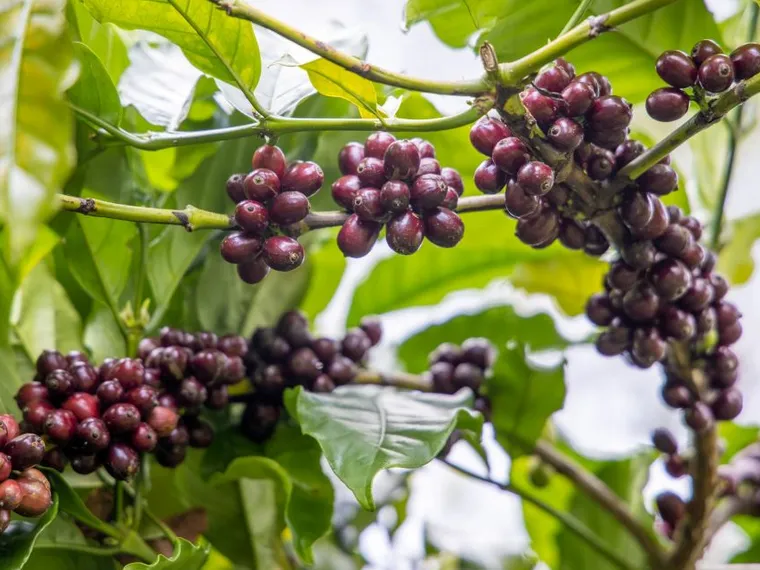 Giá nông sản ngày 3/11/2025: Hồ tiêu tăng nhẹ, cà phê ổn định